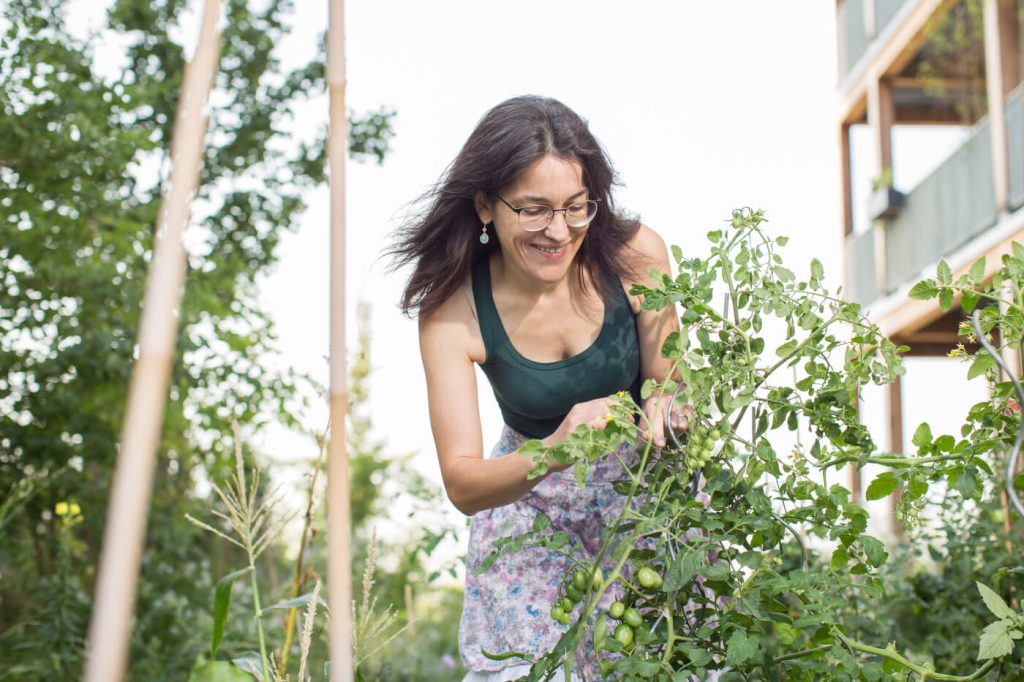 KI-basierte Bildbeschreibung | Eine Frau mit Brille kümmert sich an einem sonnigen Tag in einem Garten um Tomatenpflanzen, während im Hintergrund Gebäude zu sehen sind.